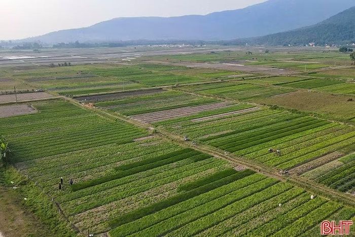 Xã Can Lộc có gần 200 ha hành tăm.