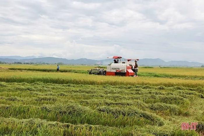  Những cánh đồng thửa lớn mang về mùa vàng bội thu cho người dân Can Lộc. Ảnh tư liệu. 