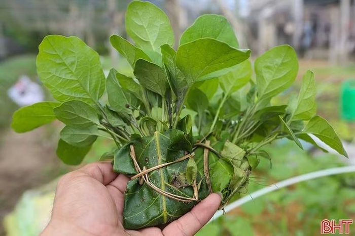 Rau giống thôn Hồng Lĩnh đã được nông dân trong và ngoài tỉnh lựa chọn.