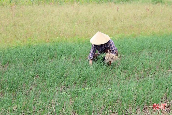 So với trồng lúa hành tăm mang lại nguồn thu gấp 5-6 lần.