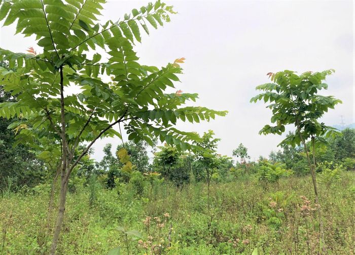 Hiệu quả bước đầu từ mô hình trồng rừng của ông Zơrâm Đa khuyến khích được nhiều hộ dân khác tại thôn Aliêng tham gia trồng rừng gỗ lớn. Ảnh: ĐĂNG NGUYÊN