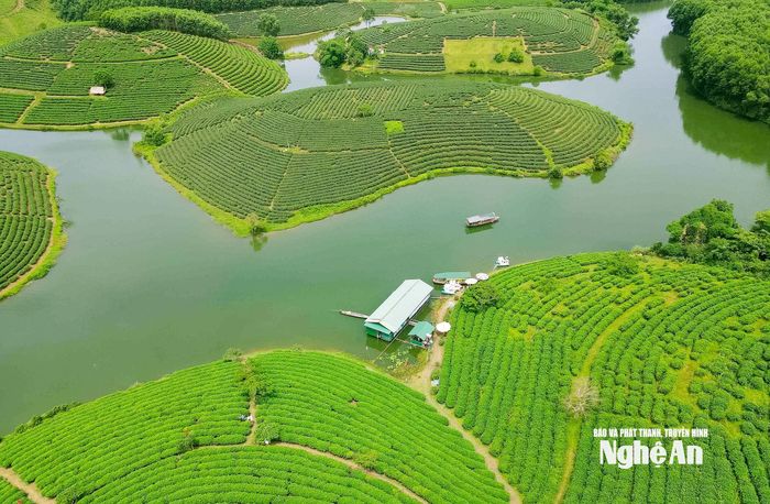 Đảo chè Cầu Cau như viên ngọc xanh, như “Hạ Long trên cạn". Ảnh tư liệu: Huy Thư