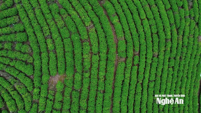Những luống chè đã dăm chục năm tuổi trong vùng Đảo Chè Cầu Cau. Ảnh: Vĩnh Hoàng
