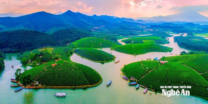 Đào Chè Cầu Cau. Ảnh: UBND xã Hoa Quân