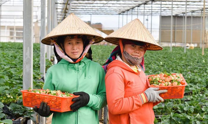 Hệ thống HTX trên địa bàn tỉnh Lâm Đồng ngày càng đóng vai trò trọng tâm trong tổ chức sản xuất, tiêu chuẩn hóa quy trình và liên kết thị trường. 
