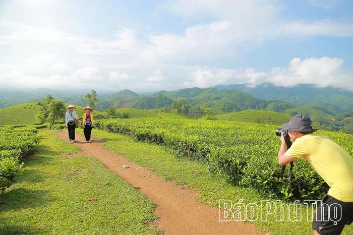 Những đồi chè đặc sản vừa cho búp chè ngon, vừa là phông nền tuyệt đẹp cho những bức hình của du khách