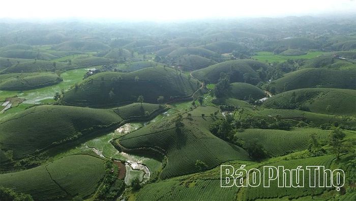 Một góc đồi chè Long Cốc nhìn từ trên cao