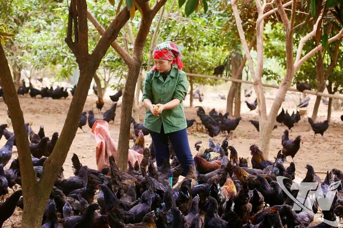 Việc trực tiếp livestream quy trình chăn nuôi, chế biến giúp sản phẩm của HTX Nông nghiệp dược liệu Thiên Phúc tạo dựng niềm tin với đông đảo khách hàng