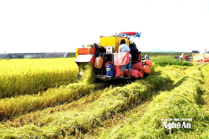 Nông dân Nghệ An sử dụng công nghệ trong thu hoạch lúa. Ảnh: Xuân Hoàng