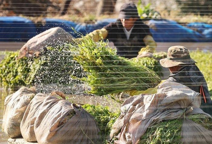Công nhân nước ngoài tham gia lao động thời vụ ở huyện Gijang, tỉnh Busan của Hàn Quốc. Ảnh: Yonhap