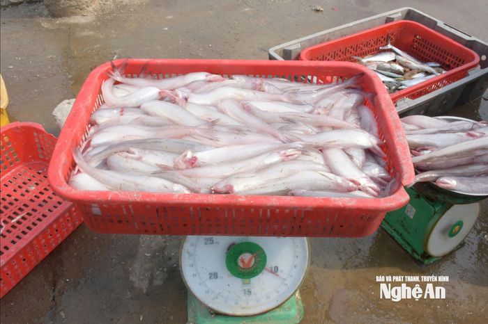 Giá cá cháo tươi tự nhiên khá cao, từ 120.000 - 250.000 đồng, có thời điểm lên đến 300.000 đồng/kg. Ảnh: T.P