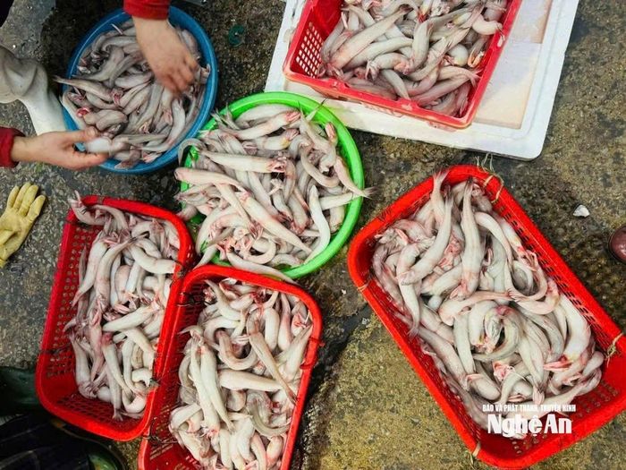 Cá cháo được coi là đặc sản biển mùa Đông với nhiều món ngon. Ảnh: T.P