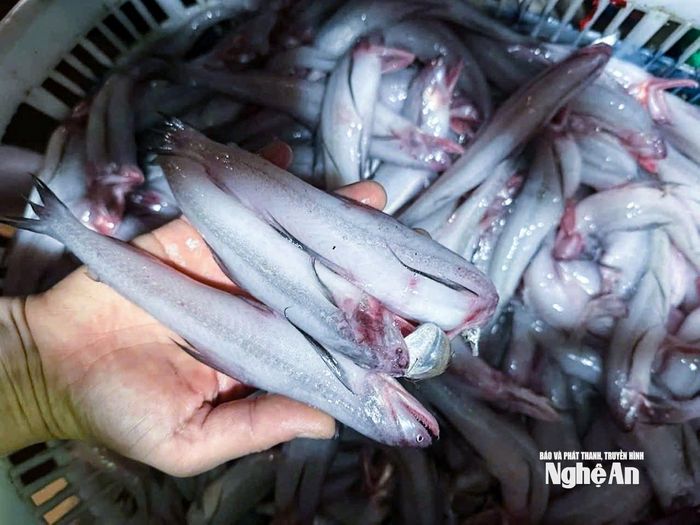 Thay vì mua ồ ạt như trước, nay, người nội trợ lựa chọn kỹ từng con. Ảnh: T.P