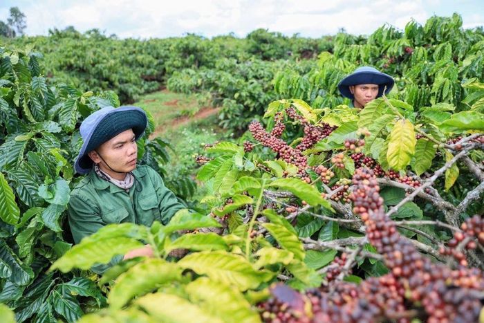 Giá cà phê hôm nay 29/12 tại Tây Nguyên áp sát mốc 98.000 đồng/kg