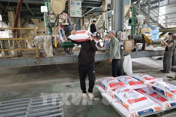 Sau cơn bão số 13, đơn vị bảo hiểm vẫn chưa hoàn tất xác định thiệt hại nên Nhà máy FAGO miền Trung (Gia Lai) thiếu vốn, chỉ hoạt động cầm chừng. Ảnh: Kha Phạm - TTXVN 