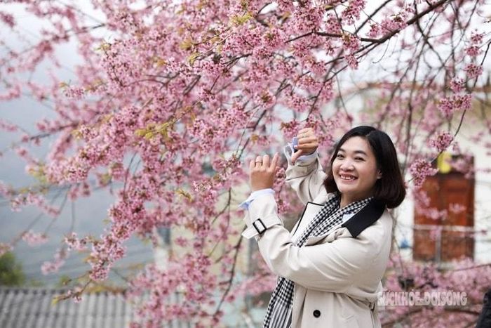 Sắc hồng mai anh đào thu hút mọi ánh nhìn.