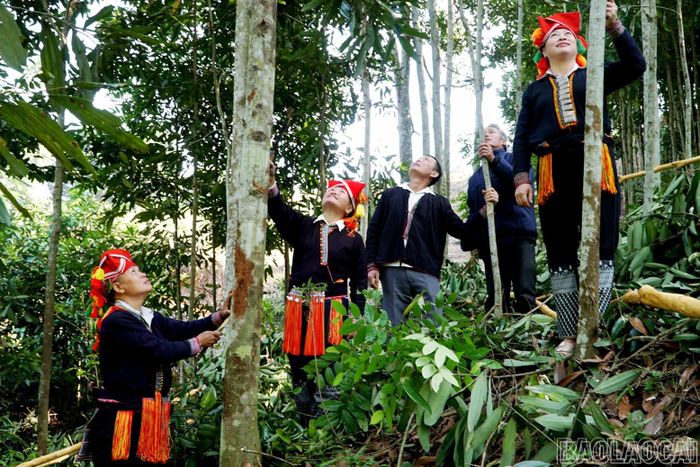 Bảo Hà hiện có trên 4.700 ha quế.