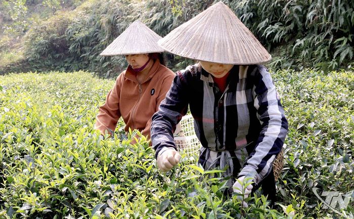 Nương chè của HTX Trà an toàn Phú Đô.