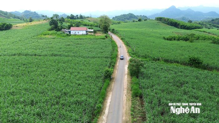 Vùng nguyên liệu mía của Công ty CP Mía đường Sông Con. Ảnh: Xuân Hoàng