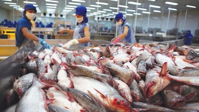 Ngành cá tra khép lại năm 2025 với triển vọng xuất khẩu gần 2,2 tỷ USD. Ảnh minh họa/TL