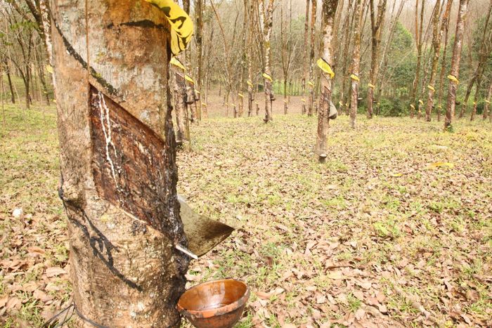 Thành phố sẽ phát triển cây công nghiệp - cây nguyên liệu khoảng 25.000ha. Ảnh minh họa: HOÀNG HIỆP