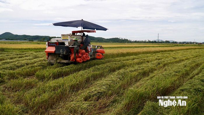 Sản lượng lương thực có hạt năm 2025 của Việt Nam đạt khoảng 48 triệu tấn. Ảnh: Phú Hương
