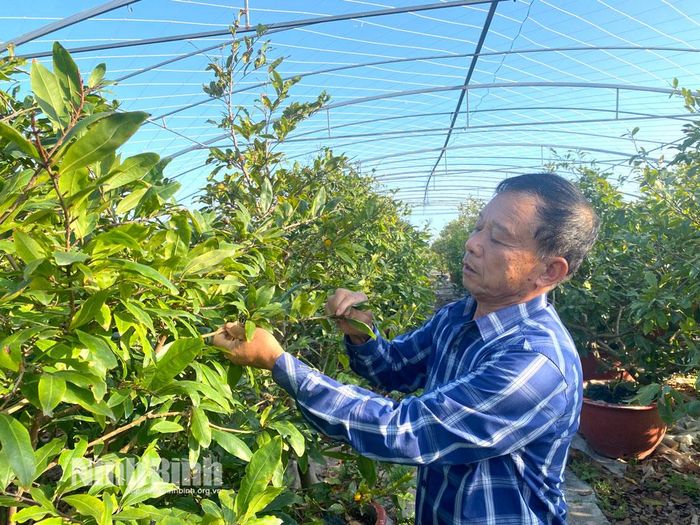 Ông Phạm Văn Việt (xã Chất Bình) tiến hành công đoạn tuốt lá cho hoa mai.