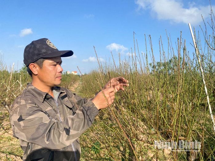 Anh Lê Đức Thiện (xã Chất Bình) đang tập trung chăm sóc đào.