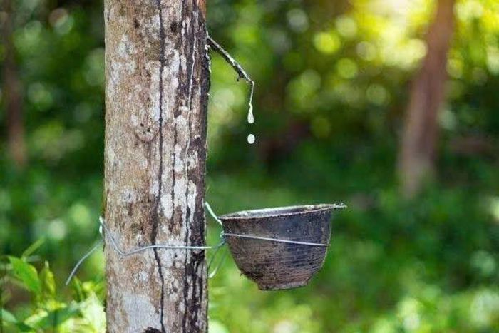 Giá cao su hôm nay Nhật Bản quay đầu giảm sau chuỗi tăng dài