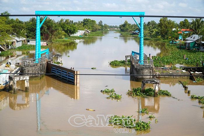 Hệ thống cống và trạm bơm trên tuyến Tắc Thủ - Sông Ðốc góp phần quan trọng bảo vệ vùng ngọt cũng như tiêu úng xổ phèn, giúp sản xuất hiệu quả hơn.