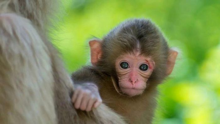 Chiến lược phù hợp nhất là làm ít nhưng chắc, ưu tiên những việc mang lại giá trị thực tế và kết quả rõ ràng. Giữ kỷ luật, kiểm soát tiến độ sẽ giúp tuổi Thân đi qua giai đoạn này an toàn, không hao tổn uy tín hay tài chính.
