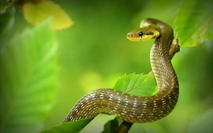  Tuổi Tỵ: Trái ngược với nhiều con giáp khác, từ nay tới rằm tháng Chạp lại là thời điểm thuận lợi để tuổi Tỵ đẩy nhanh tiến độ công việc. Những nỗ lực âm thầm trước đó bắt đầu cho tín hiệu hồi đáp rõ ràng.