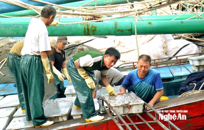 Niềm vui của ngư dân mỗi khi tàu cập cảng cá. Ảnh: Xuân Hoàng