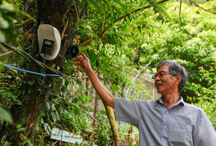 Ông Bùi Như Chương giới thiệu về hệ thống camera AI tại vườn sâm Ngọc Linh của mình ở Trà Linh. Ảnh: HỒ QUÂN