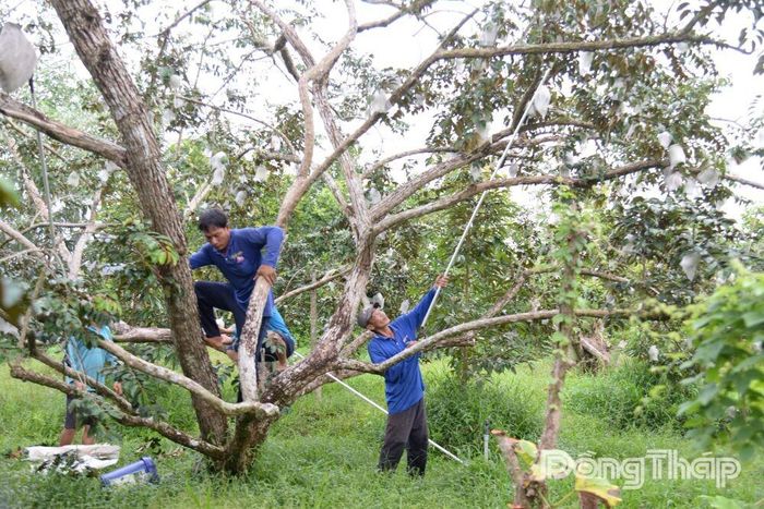 Hợp tác xã Nông nghiệp Mỹ Lợi A (xã Mỹ Lợi) định hướng nông dân trồng vú sữa chú trọng nâng cao chất lượng theo tiêu chuẩn VietGAP.