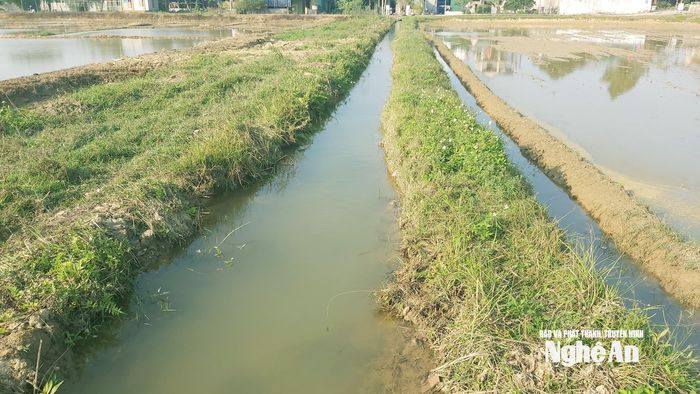 Một góc bờ ruộng cỏ mọc xanh do không phun thuốc diệt cỏ. Ảnh: Xuân Hoàng