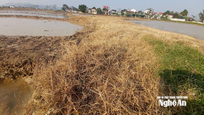 Những bờ ruộng khô cháy do phun thuốc trừ cỏ. Ảnh: Xuân Hoàng
