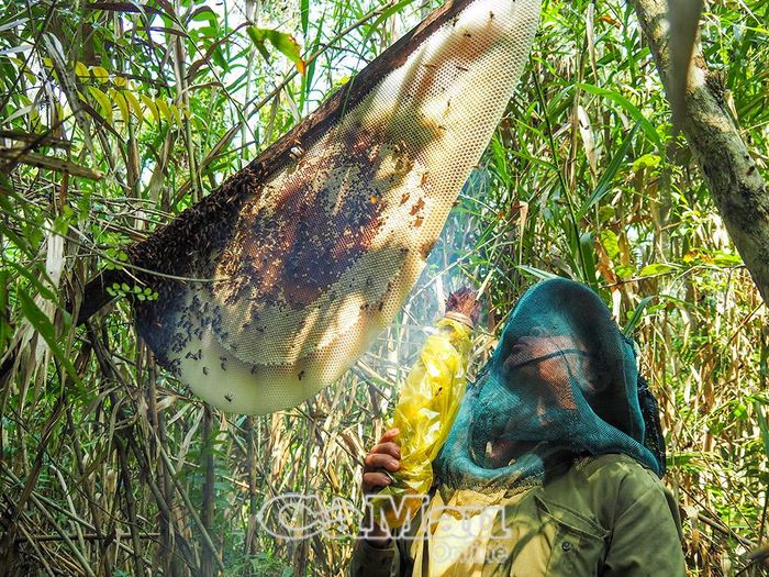 Mùa hoa tràm nở rộ, ong chăm chỉ hút mật làm tổ. (Ảnh chụp tại Liên tiểu khu 30/4, Xã Nguyễn Phích).