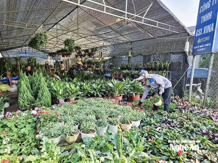 Những ngày này, trên các tuyến phố đã bắt đầu vào mùa cao điểm kinh doanh hoa Tết. Ảnh: T.P