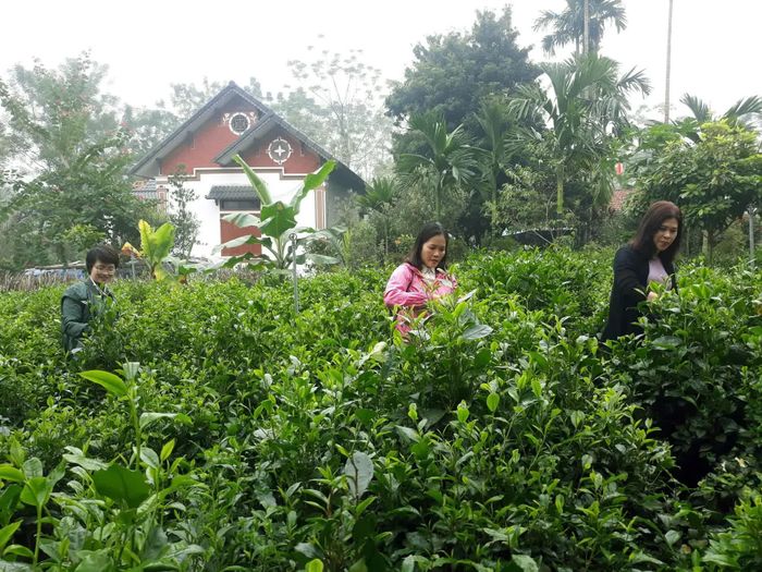 Du khách tham quan vườn trà tại xã Suối Hai (Ba Vì cũ). Ảnh: Hoài Nam