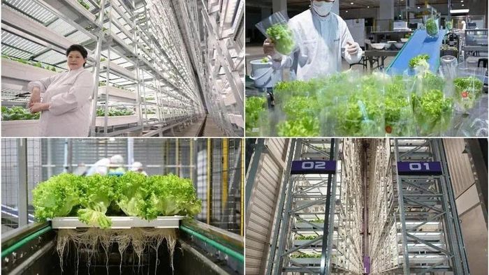 Bà Susan Chong và trang trại Greenphyto. Ảnh: Straits Times