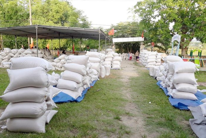 Hợp tác xã Nông nghiệp Đại Minh tập kết lúa tươi vừa thu hoạch từ đồng lên để bàn giao cho doanh nghiệp liên kết. Ảnh: PHAN VINH