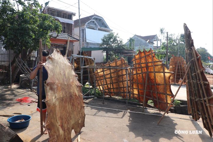 Những tấm da được phơi nắng trước khi làm bề mặt trống. Ảnh: Kim Long