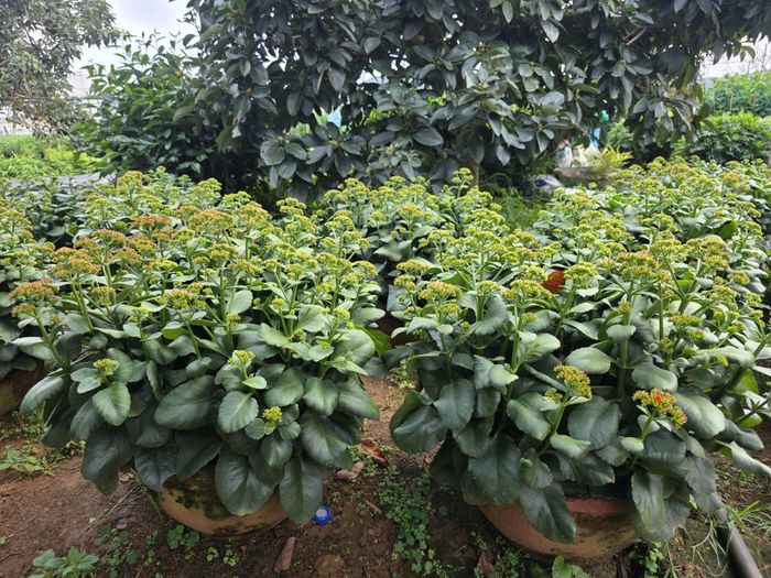 Người dân xóm hoa Nghĩa Bình còn chuẩn bị thêm hàng trăm chậu hoa sống đời phục vụ thị trường Tết