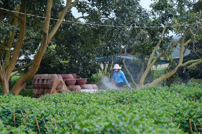 Năm nay, thời tiết mưa nhiều kéo dài khiến độ ẩm cao, nguy cơ sâu bệnh tăng, chi phí phân thuốc người dân bỏ ra cũng theo đó đội lên