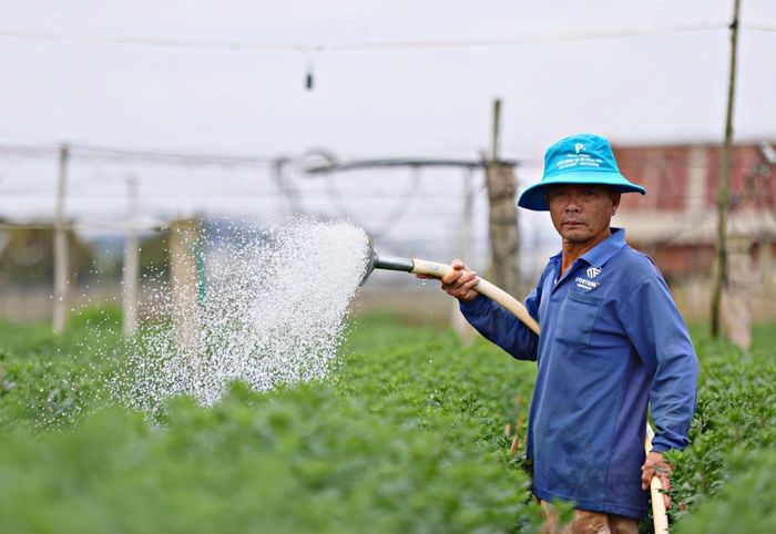 Ngay từ sáng sớm, người trồng hoa ở xóm Nghĩa Bình, xã Quảng Lập đã có mặt ngoài vườn để chăm hoa
