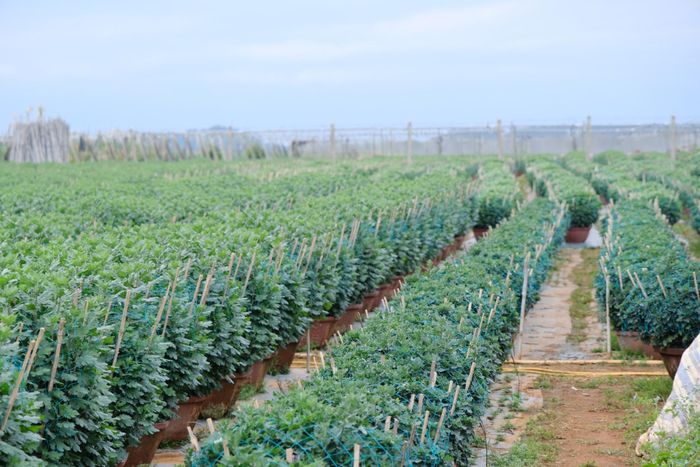 Hơn 40 năm qua, nghề trồng hoa cúc chậu ở xóm Nghĩa Bình đã bén rễ, sinh sôi và trở thành nguồn thu nhập chính của nhiều gia đình