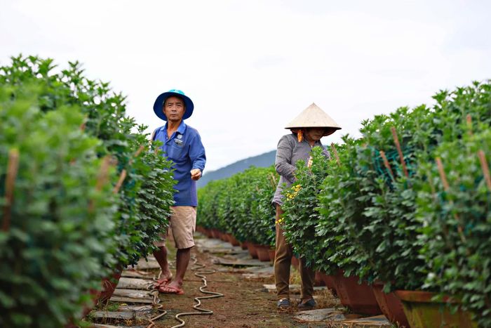 Không khí lao động khẩn trương nhưng tràn đầy niềm tin ở xóm hoa Nghĩa Bình