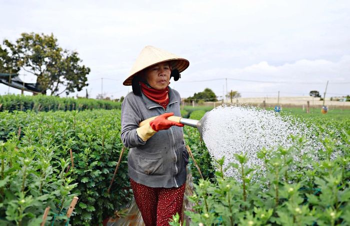 Nông dân xóm hoa Nghĩa Bình tất bật với các công việc chăm sóc hoa phục vụ thị trường Tết