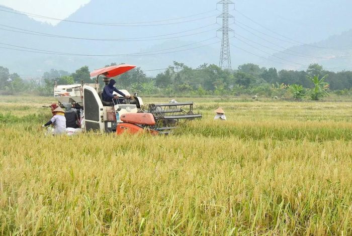 Cơ giới hóa trong thu hoạch lúa tại Hà Nội.